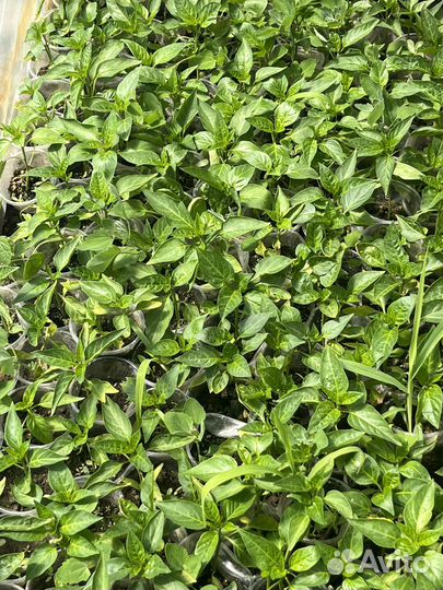 Рассада огурцов и помидор