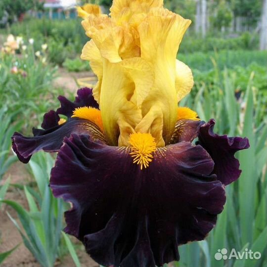 Ирисы бородатые