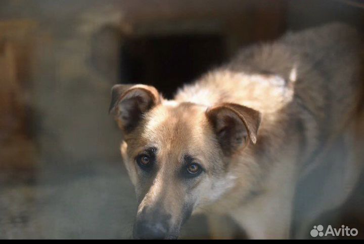 Собаки из приюта некрасовка