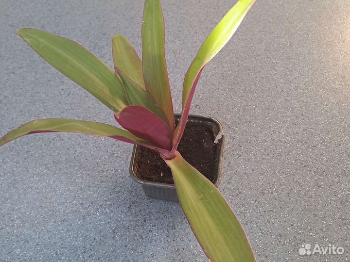 Традесканция рео