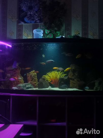 Аквариумные рыбки,аулофорус