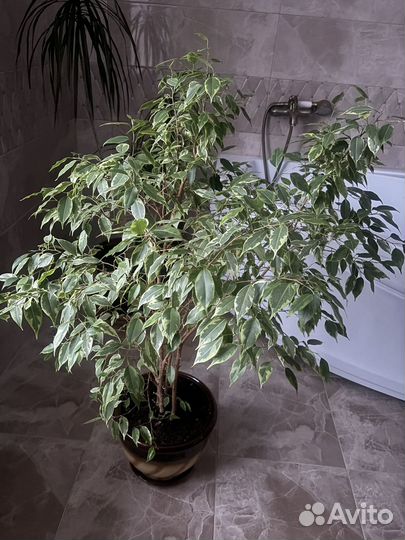 Фикус бенджамина