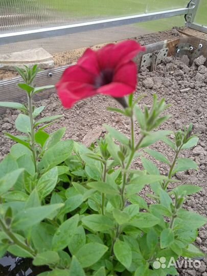 Петуния ампельная рассада