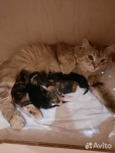 Сибирские котята, питомник