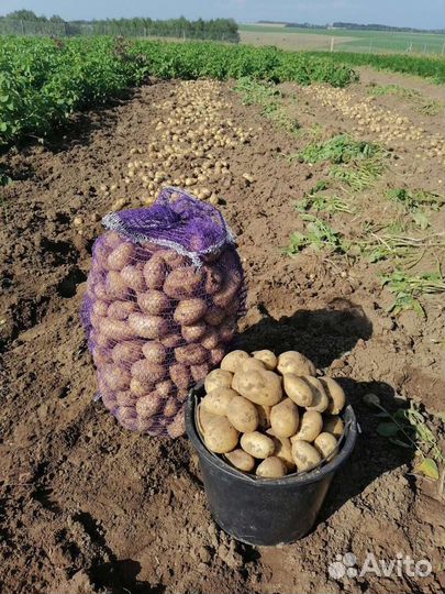 Картофель на еду