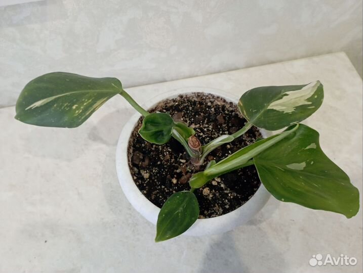 Филодендрон белая принцесса