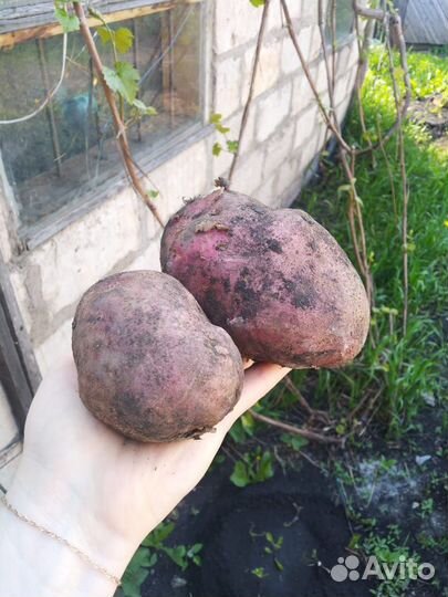 Картофель на еду