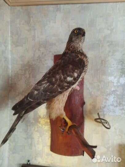 Чучело совы