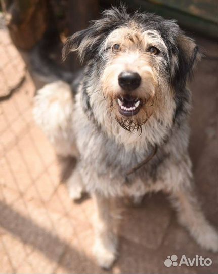 Ива в поисках дома