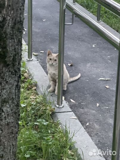 Котята 6 мес мальчики в добрые руки