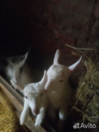 Коза и козлята