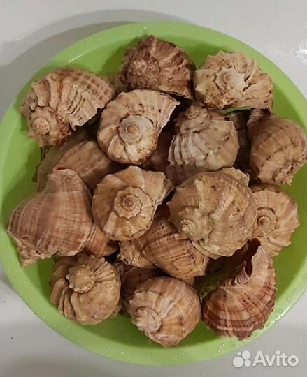 Рапан здоровый черноморский