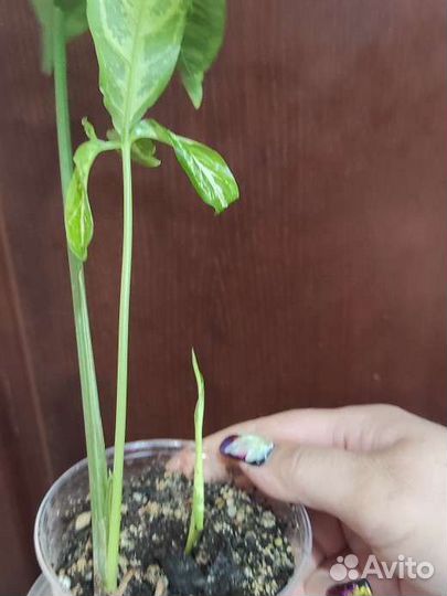Сингониум Angustatum