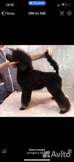 Щенки карликового пуделя нестандартного окраса