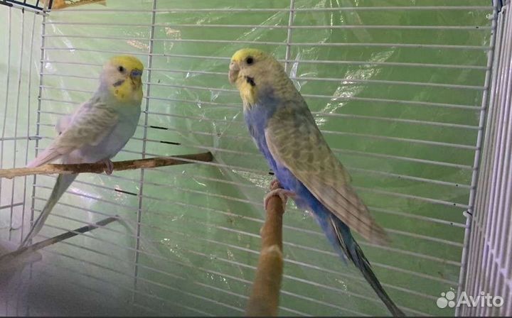 Радужные попугаи