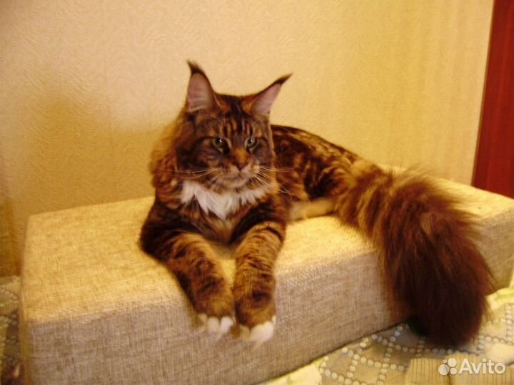 Кот мейн кун ищет подругу для вязки