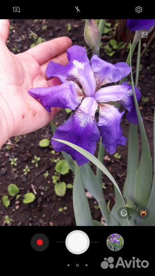 Ирис бородатый крупноцветковый