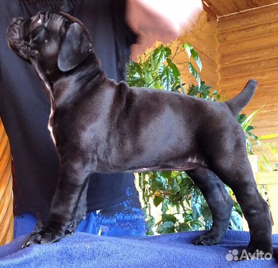 Щенок Кане Корсо