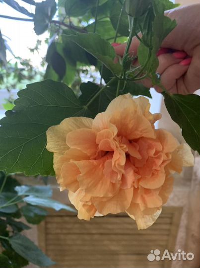 Продам Розочку