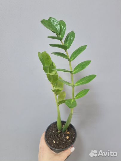 Комнатные растения