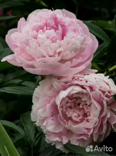 Пион розовый, бордовый, ярко розовый, белый