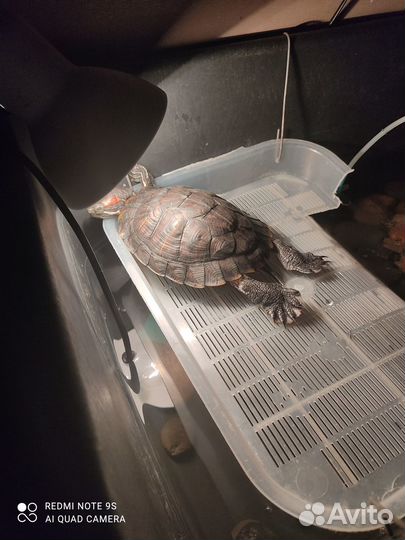 Красноухая черепаха