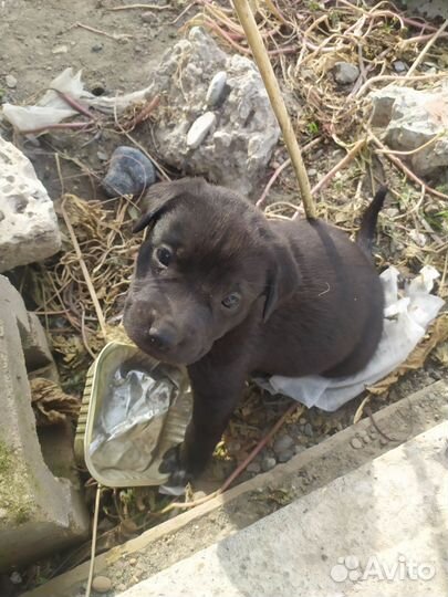 Щенок мама аммстафф папа негодяй