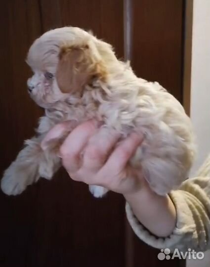 Малышки мальтипу f1