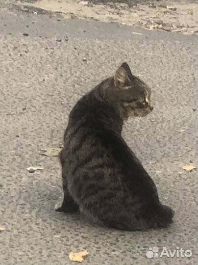 Помогите выжить