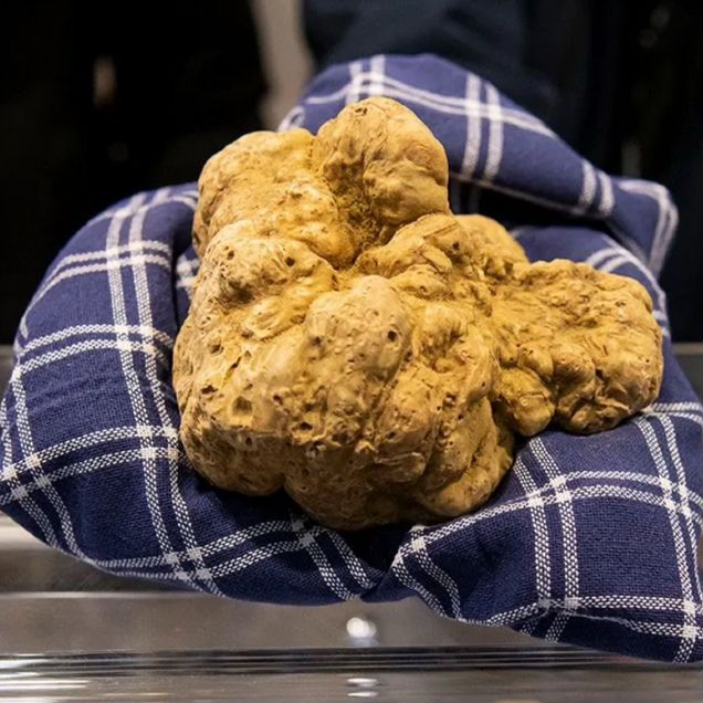 Настоящий итальянский белый трюфель