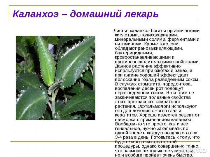 Каланхоэ дегремона