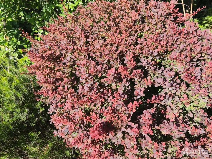 Барбарис тунберга