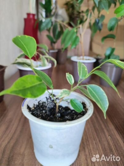 Фикус бенджамина