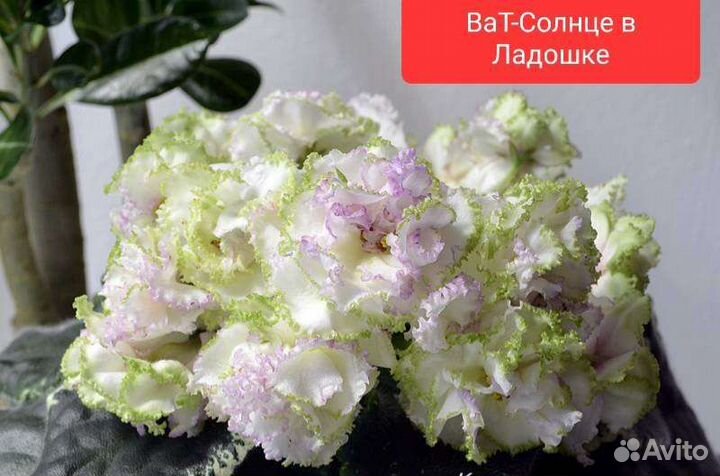 Сортовые фиалки