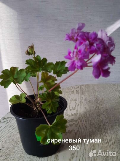 Пеларгония Патриция андреа. Принцесса грейс и др