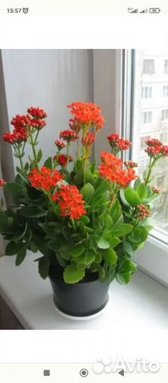 Каланхоэ - красное, желтое(мохровое)