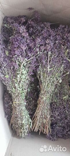 Душица матрешка трава