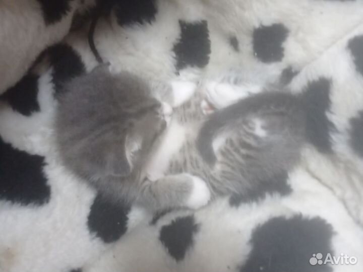 Продаются котята