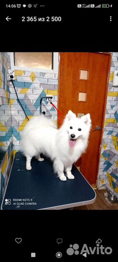 Японский шпиц