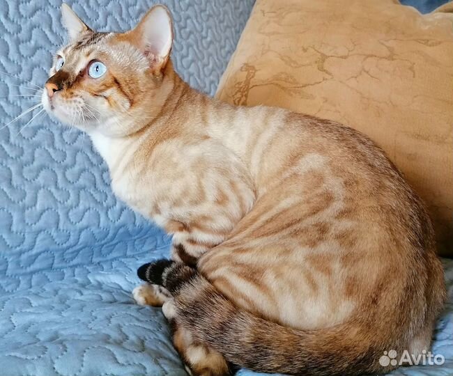 Бенгальские