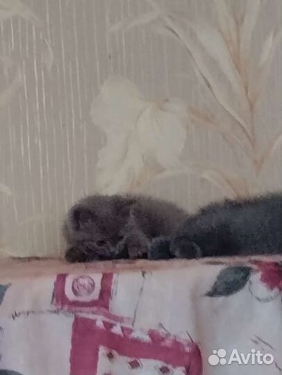 Британские котята
