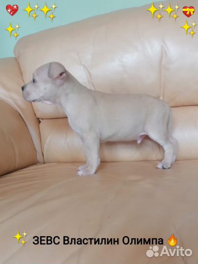 Сказочный Красавчик Ам.Стафф.терьер щенок (с док)