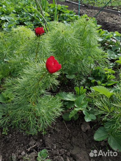 Пион саженцы и деленки