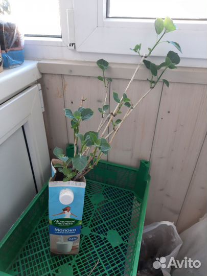 Гортензия древовидная белая Анабель