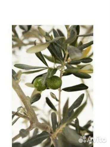 Картина постер IKEA Олива