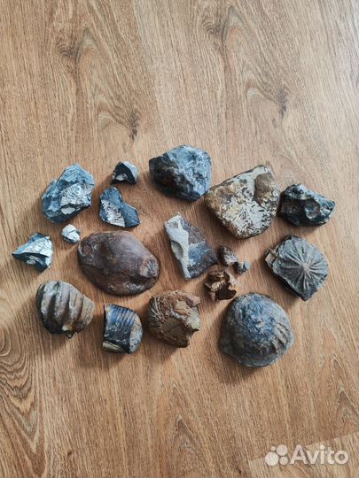 Окаменелости