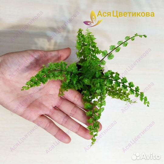 Папоротники