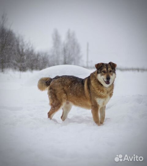 Белла