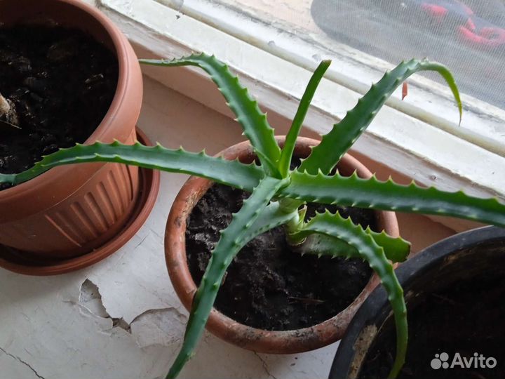 Комнатные цветы