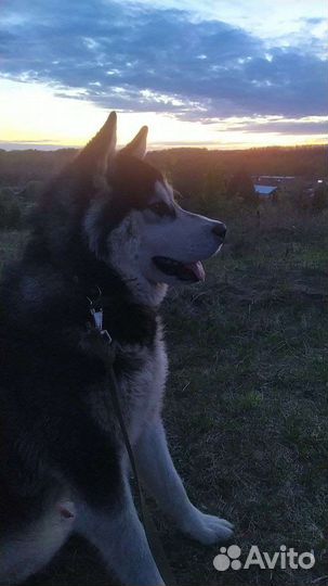 Маламут вязка